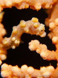 The 'Kirby's Rock' Pygmy... has to be the most photograph... by Andrew Macleod 